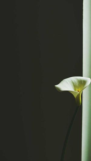 怀孕吃哈密瓜好吗截图3